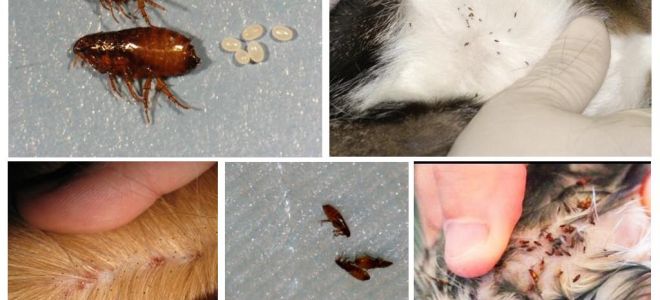 5 народных средств для выведения блох