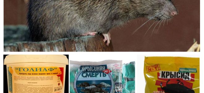 Почему в квартире могут завестись грызуны и как их вывести