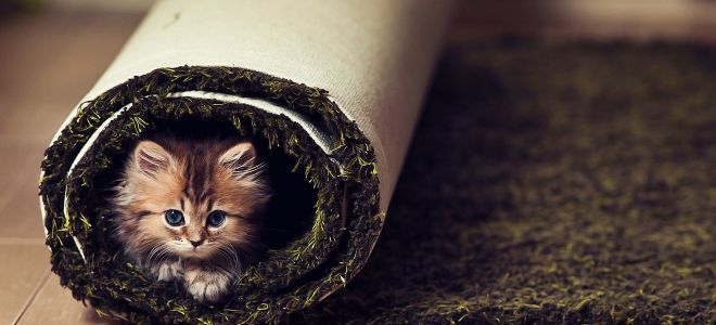 Как удалить неприятный запах с коврового покрытия