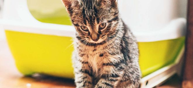 5 способов устранить неприятные запахи от животных